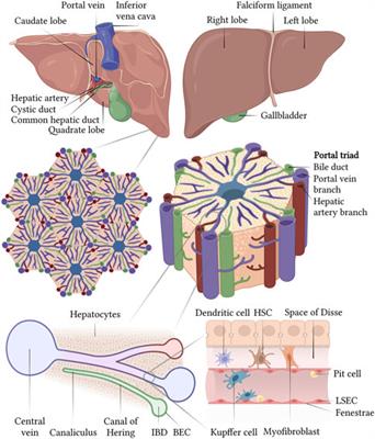 “iPSC-derived liver organoids and inherited bleeding disorders: Potential and future perspectives”